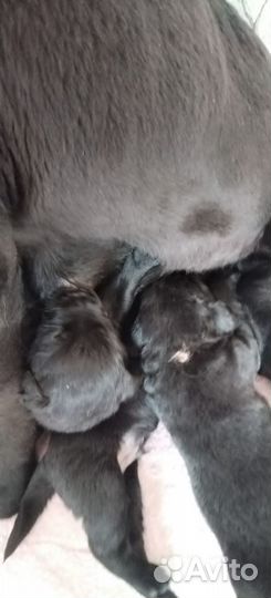 Щенки лабрадора