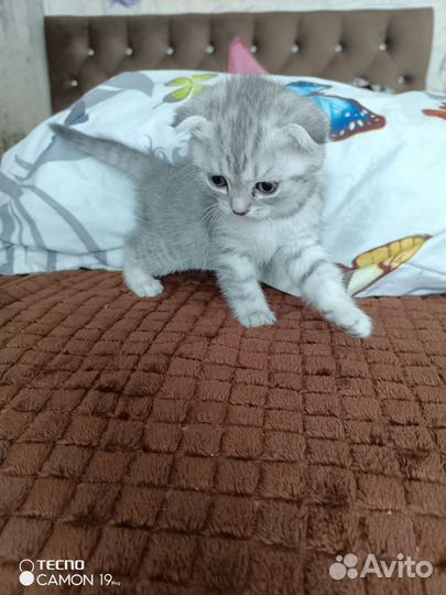 Шотландские котята