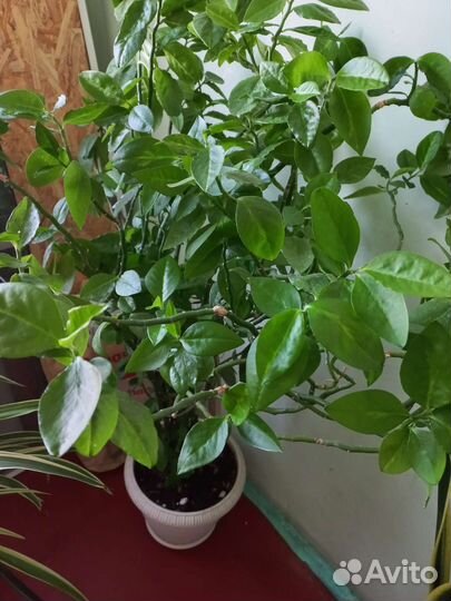 Бегония,алоэ,педилантус