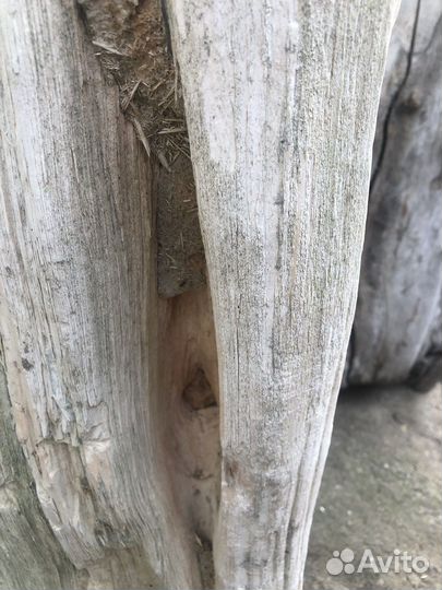 Окаменелое дерево