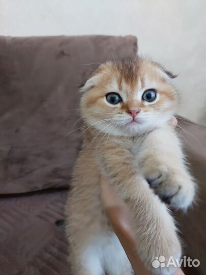 Шотландские котята