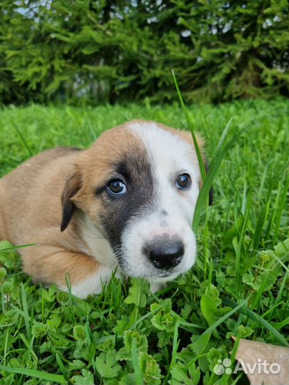 Щенки в добрые руки