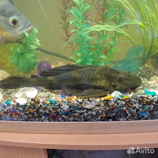 Аквариум с тумбой 220л