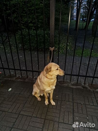 Собака, верный друг в добрые руки