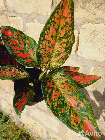 Комнатные растения цветы