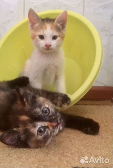 Котята-девчата. 2 месяца. Стерилизация в подарок