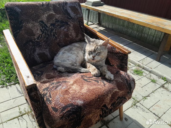 Кошка Мейн-кун
