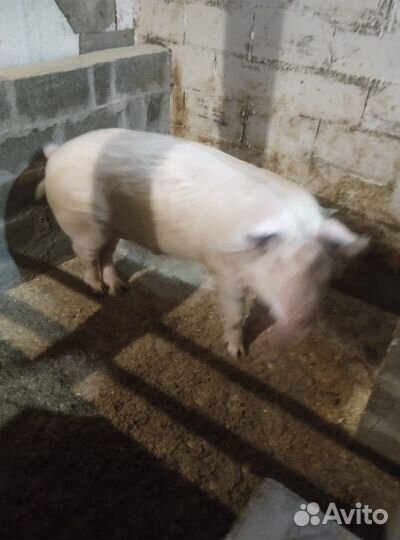 Осеменение свиней