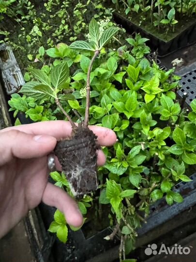 Гортензия метельчатая саженцы