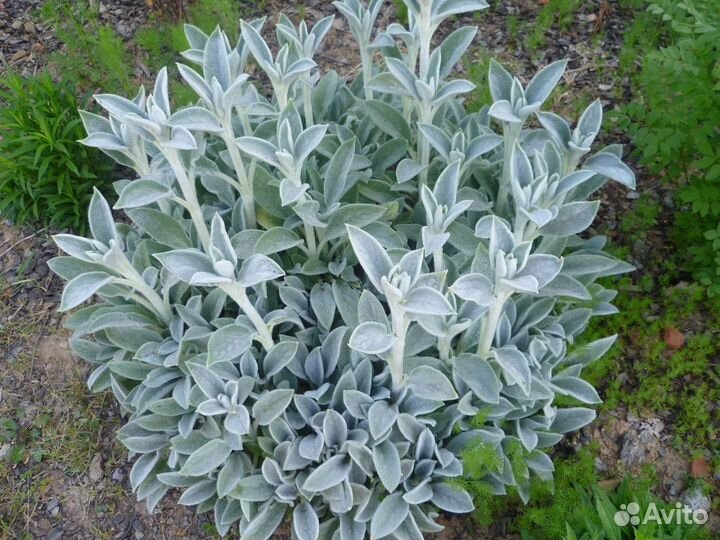 Многолетние цветы