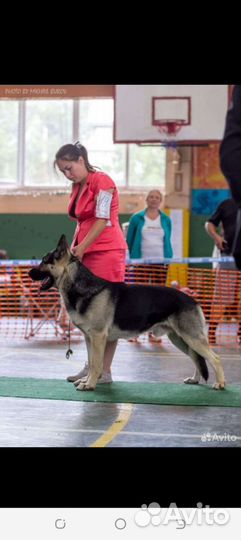 Щенки восточноевропейской овчарки