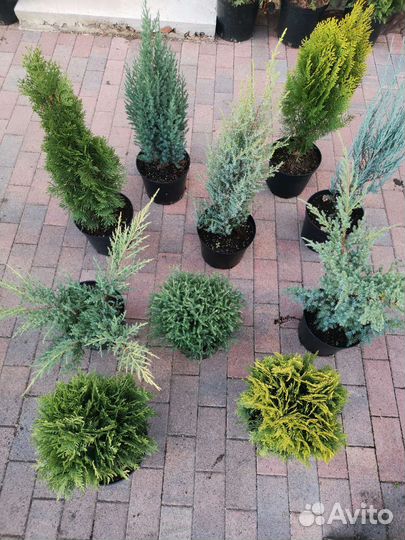 Туя можжевельник самшит сосна
