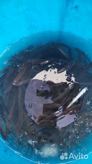 Живец любого размера