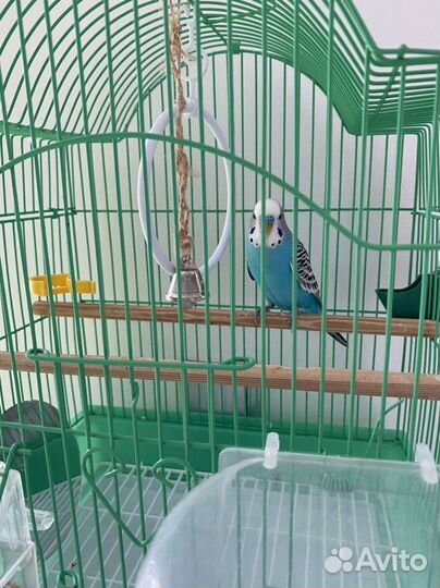 Волнистый попугай самец