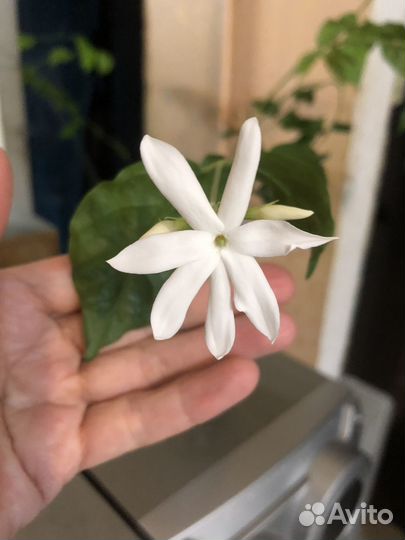 Жасмин комнатный