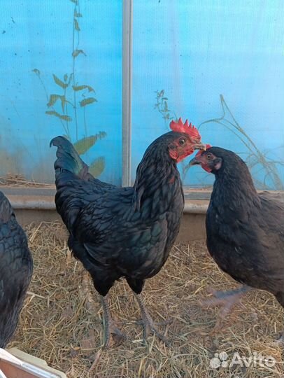 Петухи 5 мес