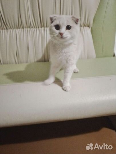 Молодая кошечка