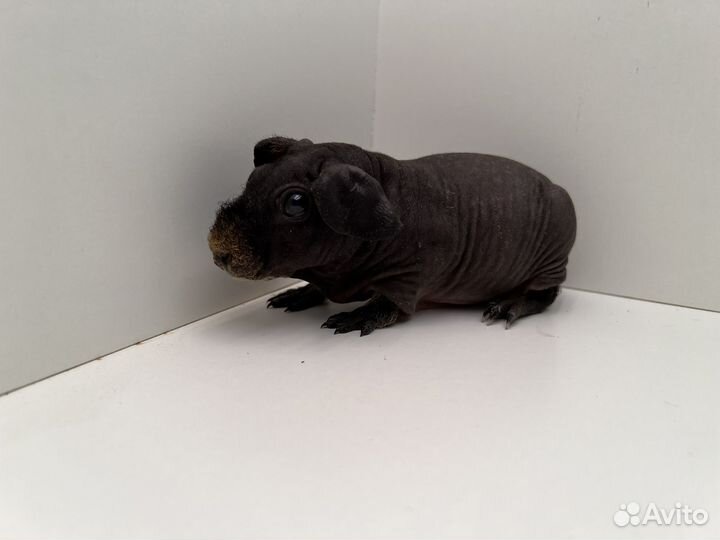 Морская свинка скинни, девочка