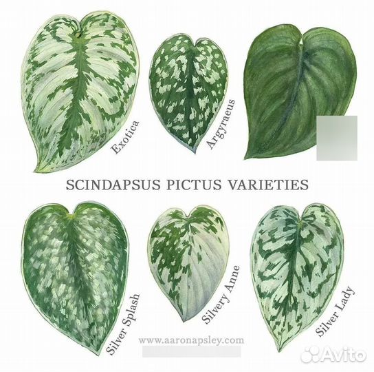 Сциндаптус Сильвер Сплеш