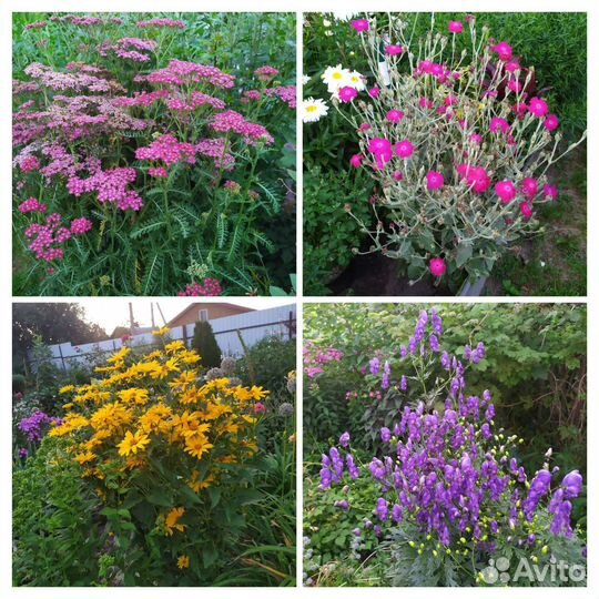 Садовые цветы