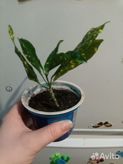 Комнатные цветы