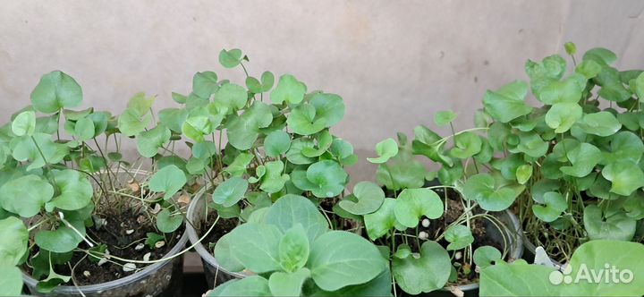 Дихондра зеленая ампельное растение
