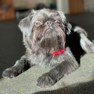 Бельгийский гриффон, взрослый пёс