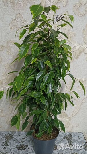 Фикусы в ассортименте