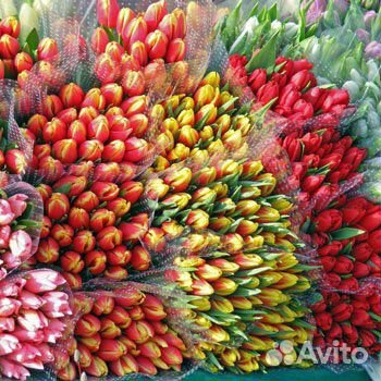 Тюльпаны к 8 марта оптом от 1000 штук