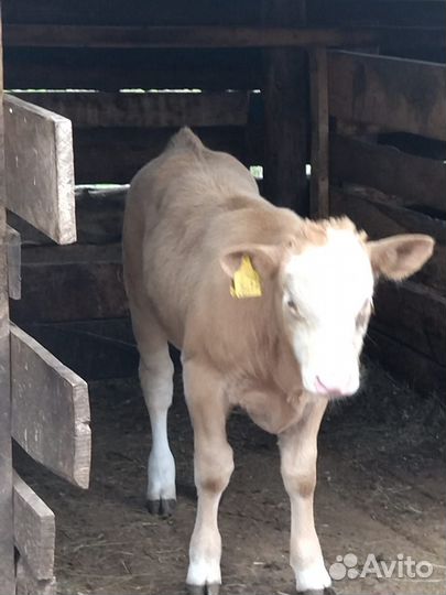 Корова с теленком