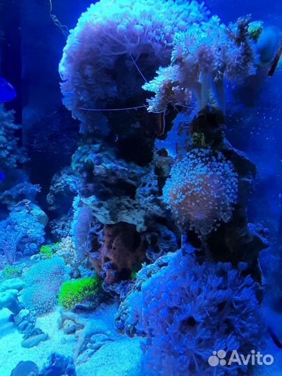Живые кораллы для морского аквариума
