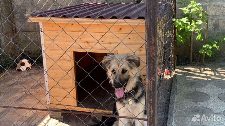 Собака метис немецкой овчарки в добрые руки