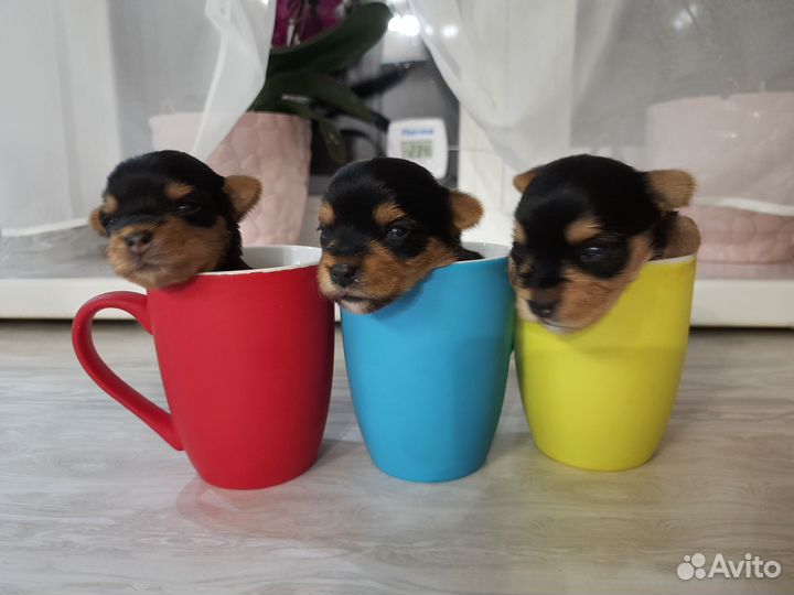 Йоркширский терьер