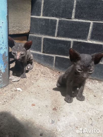 Канадский сфинкс