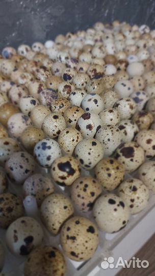Яйца перепелиные инкубационные