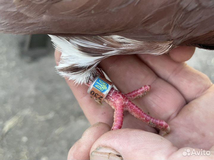 Николаевские голуби