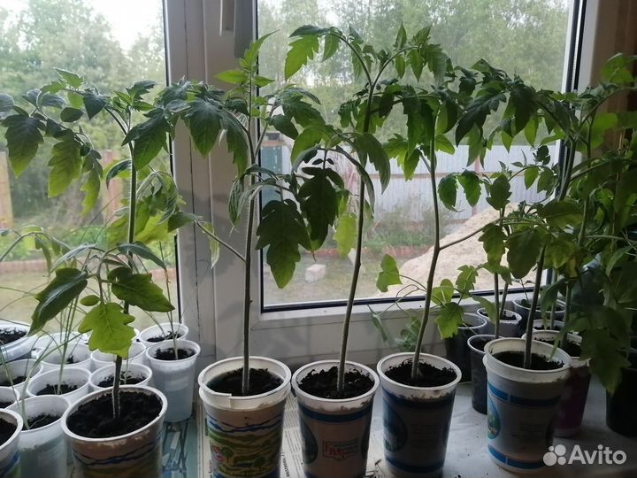 Рассада помидор