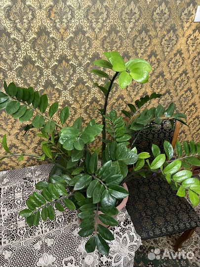 Замиокулькас пышный