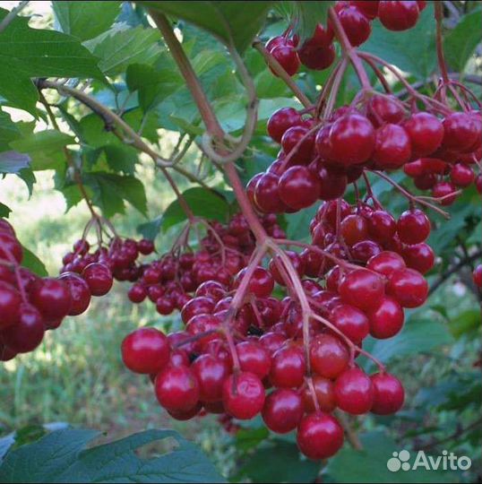 Калина саженцы