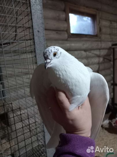 Продажа голубей