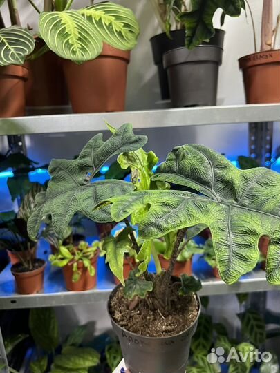 Алоказия Жаклин