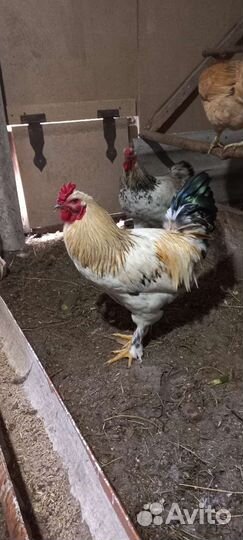 Петухи