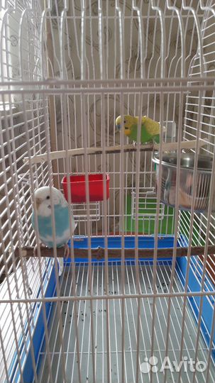 Волнистые попугаи с клеткой