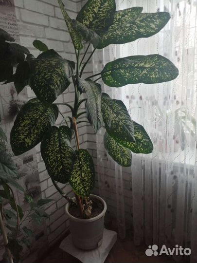 Диффенбахия