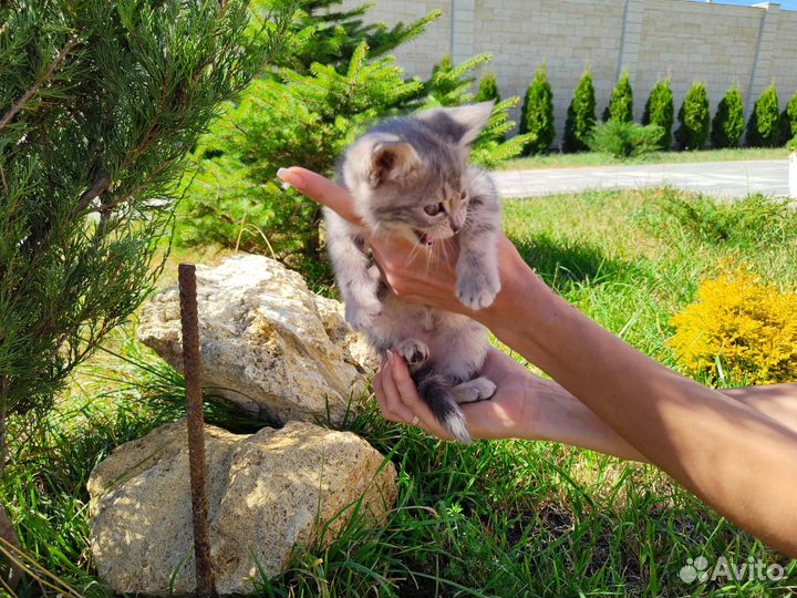 Кошечки бесплатно