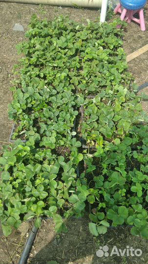 Рассада клубники