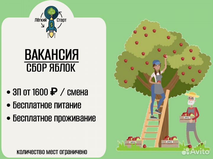 Сбор яблок вахта