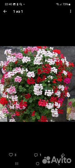 Пеларгонии сортовые