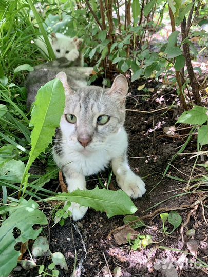 Котята метисы Американский керл в дар бесплатно