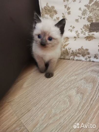 Тайский котёнок, мальчик